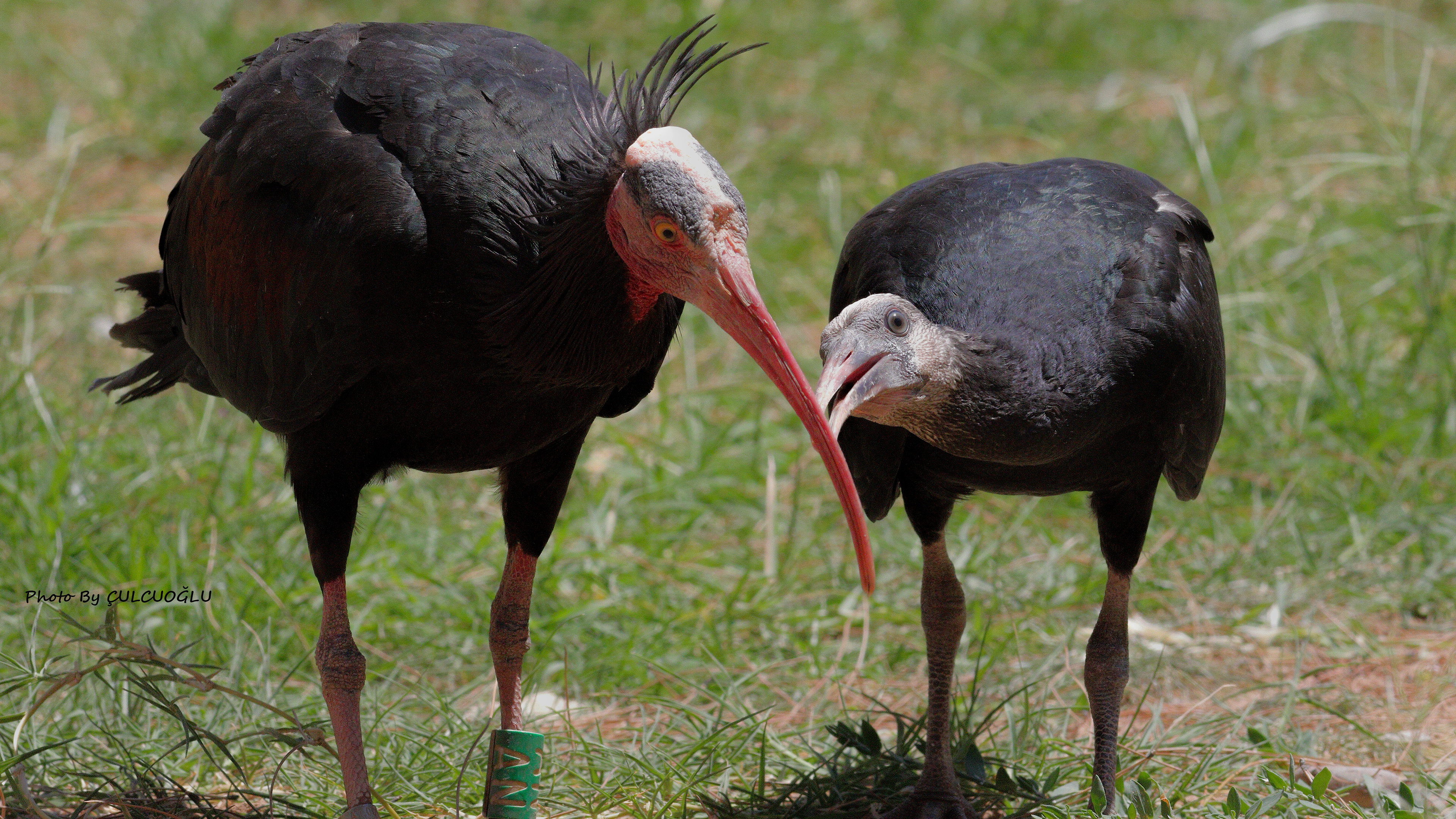 Northern Bald Ibis